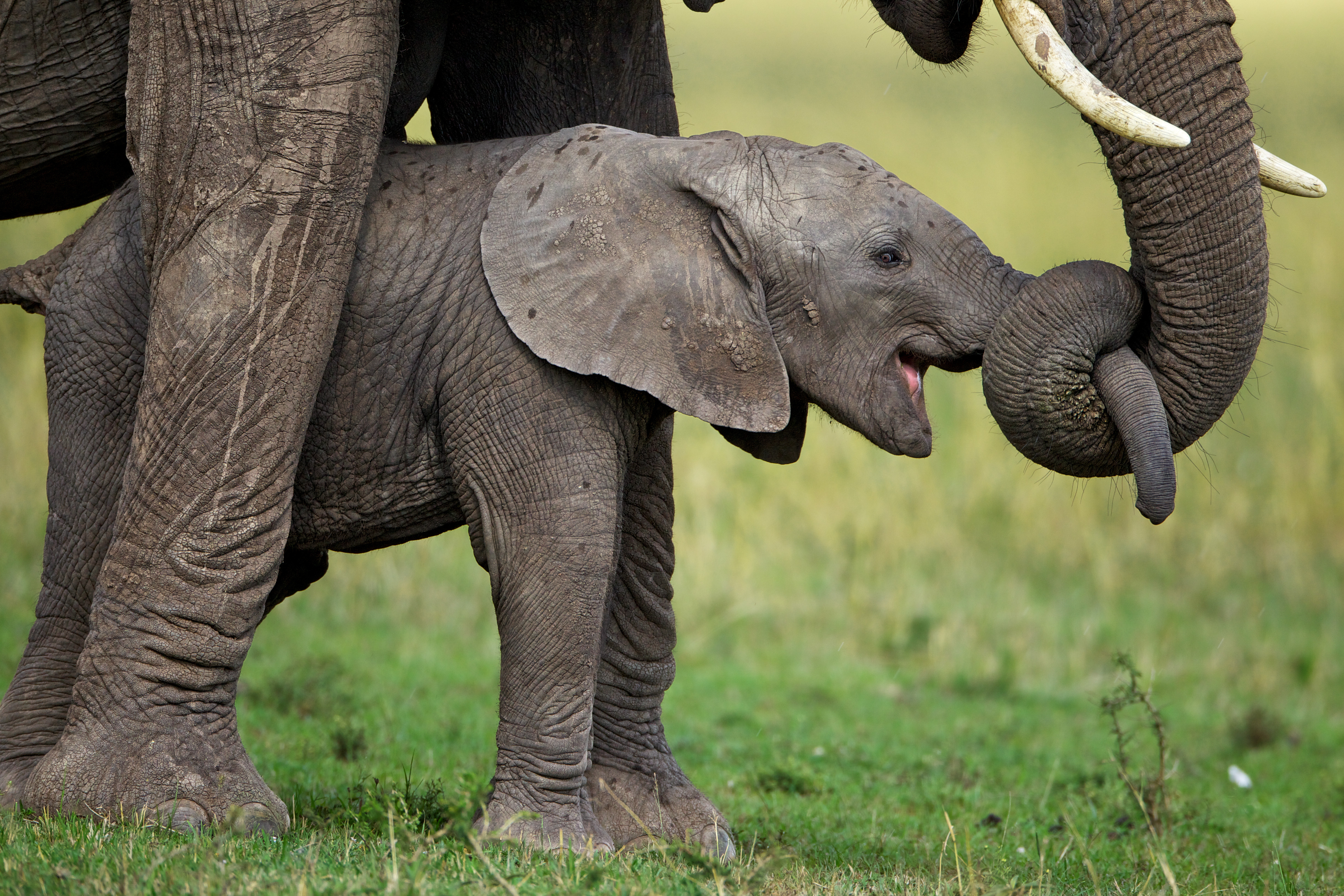 Animal mums. Слон слониха Слоненок Слонята. Слон с детенышем. Слониха со слоненком. Фото слонов.